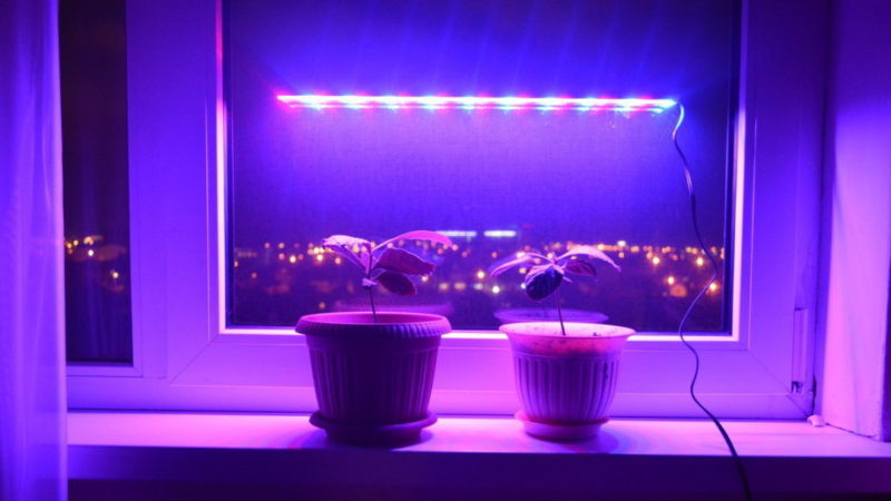 Choisir un phytolamp pour les semis