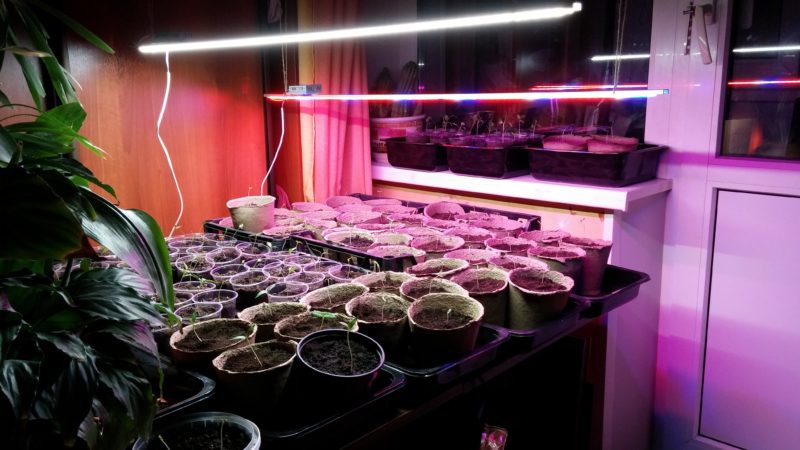 Choisir un phytolamp pour les semis