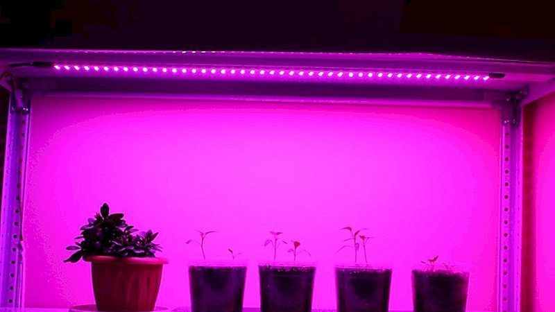 Choisir un phytolamp pour les semis