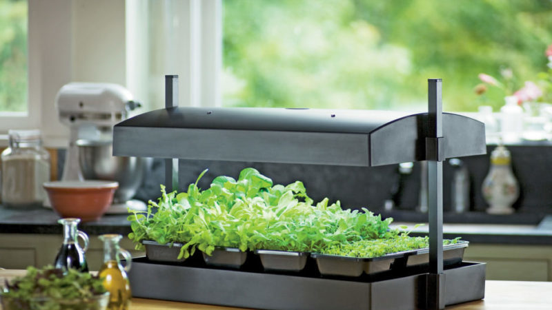 Choisir un phytolamp pour les semis