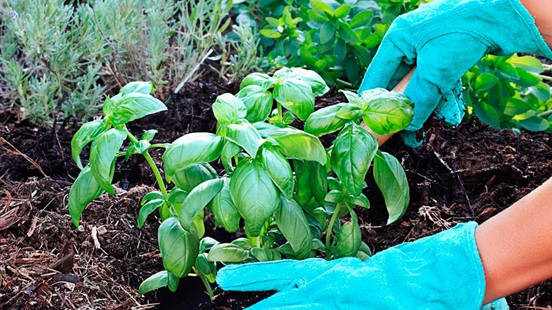 Une variété parfumée de basilic Basilic pour les cornichons et les salades fraîches