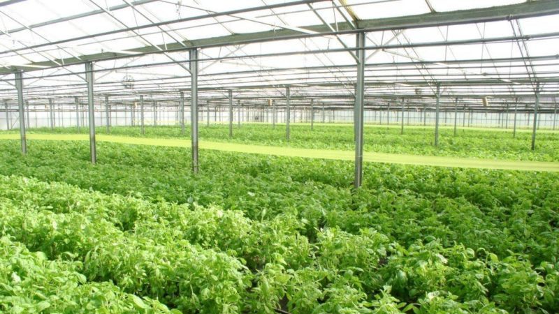 Une variété parfumée de basilic Basilic pour les cornichons et les salades fraîches