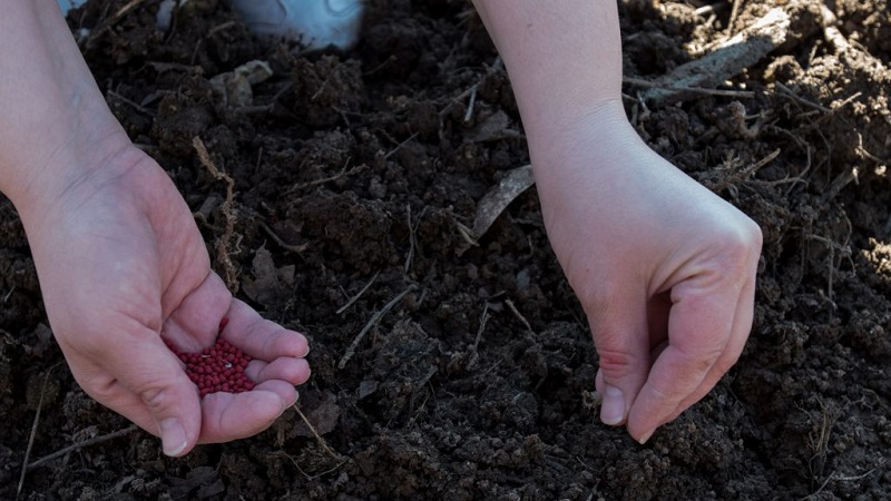 Cultiver des carottes en Sibérie: les meilleures variétés pour la pleine terre