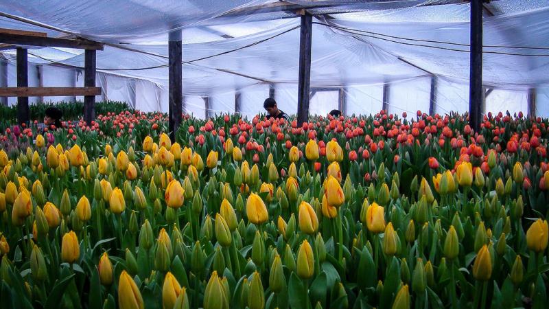 Comment faire pousser des tulipes avant le 8 mars