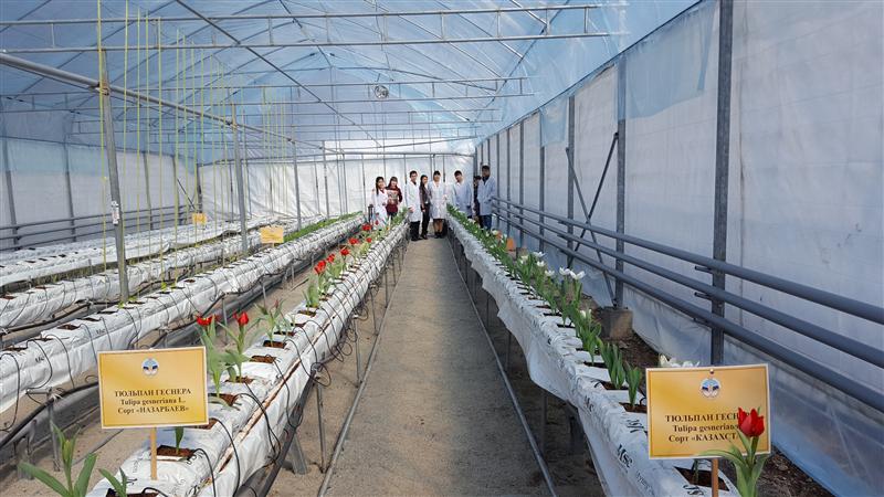 Comment faire pousser des tulipes avant le 8 mars