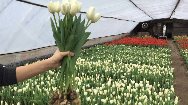 Comment faire pousser des tulipes avant le 8 mars