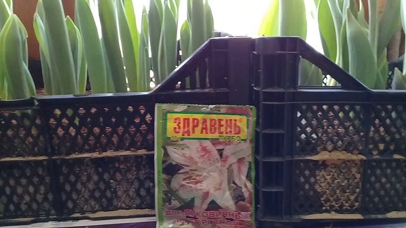 Comment faire pousser des tulipes avant le 8 mars