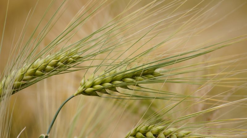 Caractéristiques des variétés d'orge: Worthy, Duncan, Harlem et autres