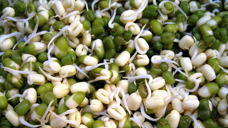 Haricots mungo verts - ce qu'ils sont et comment ils sont utiles