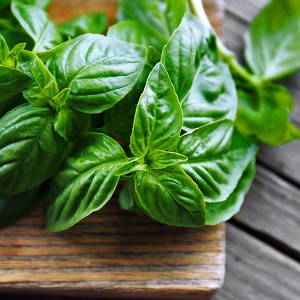 Basilic vert - avantages et inconvénients