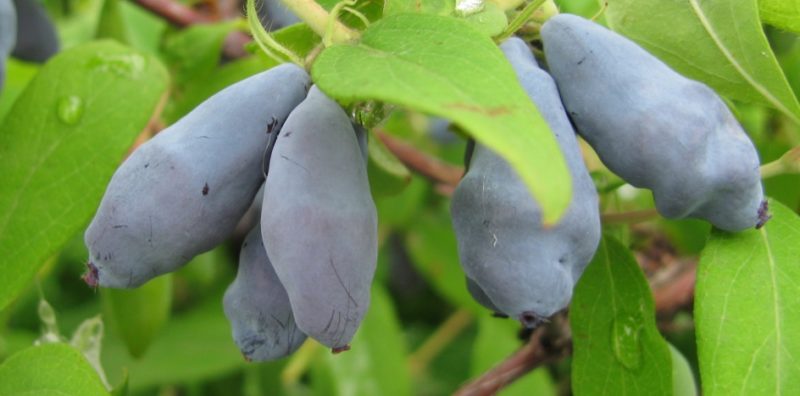 Variété stable de zeste de chèvrefeuille d'éleveurs russes