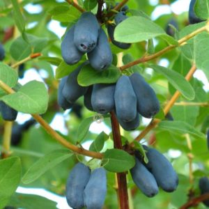 Variété de productivité de chèvrefeuille de Malvina aux baies aigres-douces sans amertume