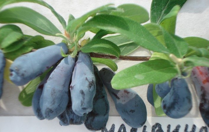 Variété de productivité de chèvrefeuille de Malvina aux baies aigres-douces sans amertume