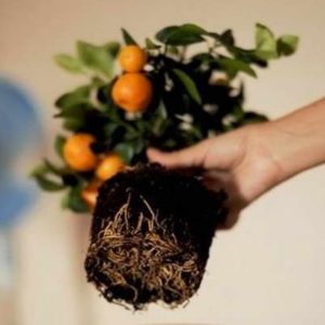 Un guide étape par étape pour replanter un arbre de mandarine à la maison