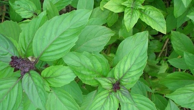 La variété des variétés de basilic: description et caractéristiques des variétés