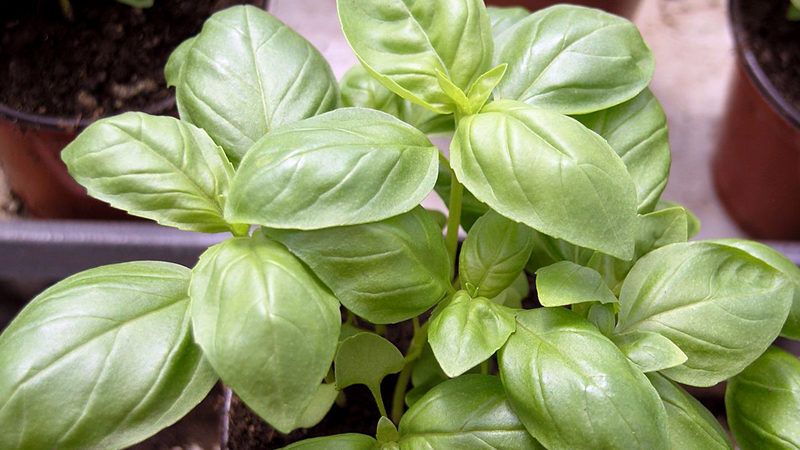 Citron basilic: description, culture, application