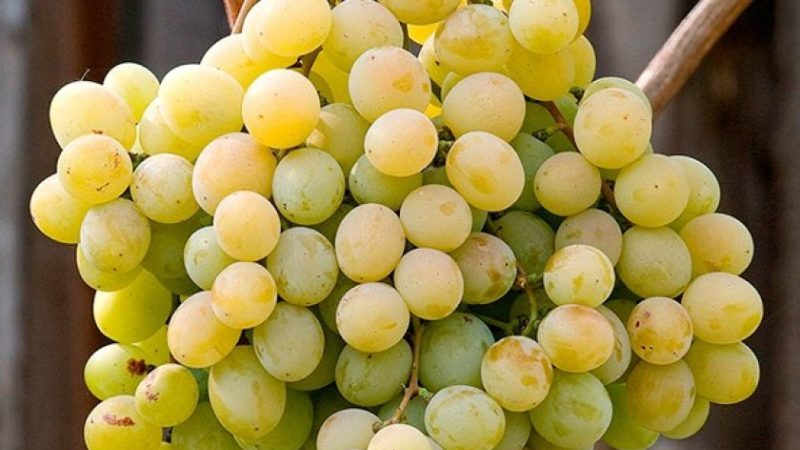 Hybride de raisin Kesha - description et caractéristiques