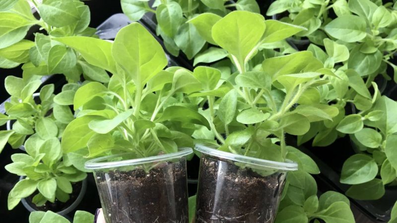 Description des variétés et caractéristiques de la culture du pétunia en éponge