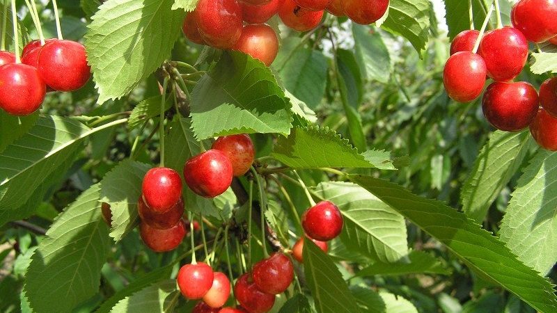 Variété de cerises Fatezh adaptée à la culture en Russie centrale