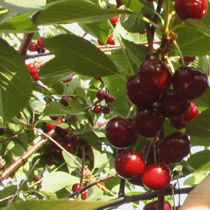 Variété sans prétention à gros fruits de cerise en forme de colonne Sylvia