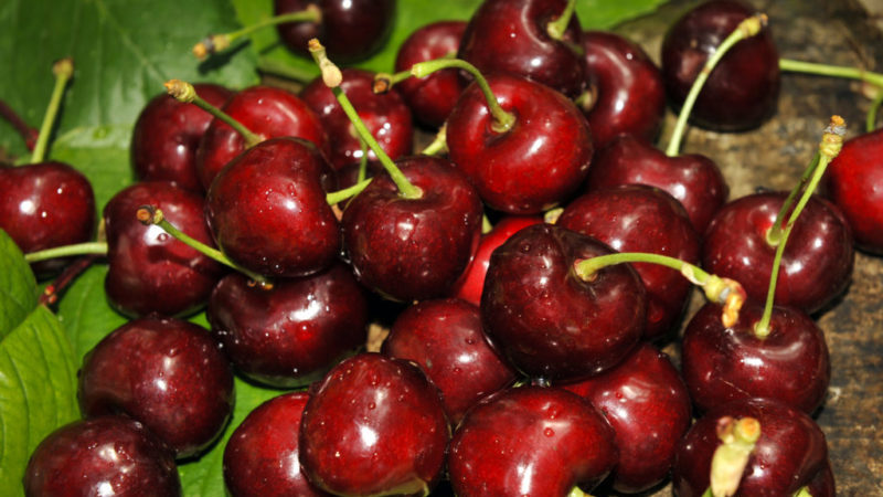 Cerise stable et productive Valery Chkalov: description de la variété et des caractéristiques de sa culture