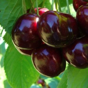 Cerise stable et productive Valery Chkalov: description de la variété et des caractéristiques de sa culture