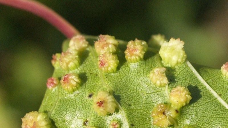 Pinotage hybride raisin rouge