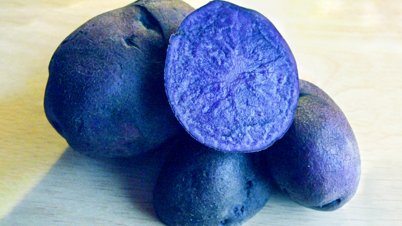 Propriétés utiles, caractéristiques de culture et description de la variété de pomme de terre violette