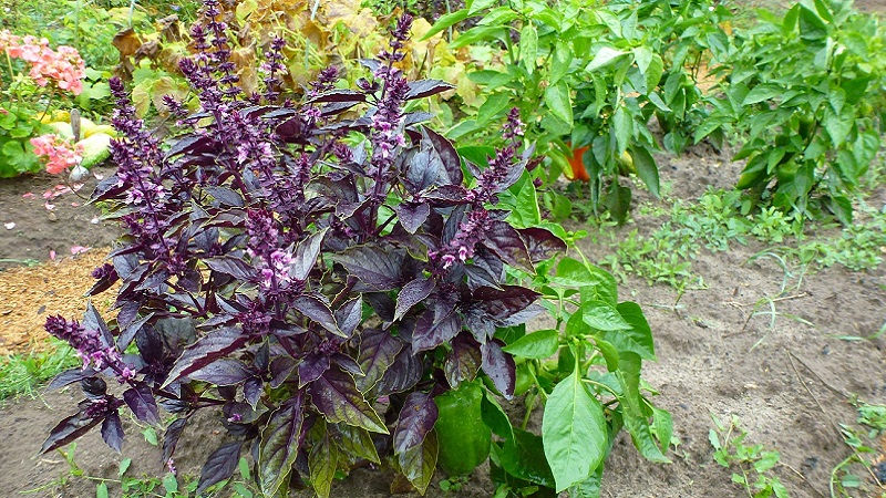 Basilic violet: plantation et entretien