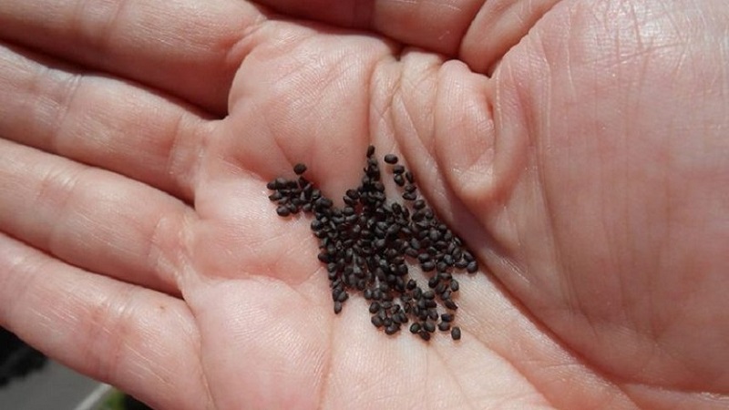 Transplanter et cultiver du basilic à la maison