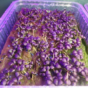 Basilic violet: plantation et entretien