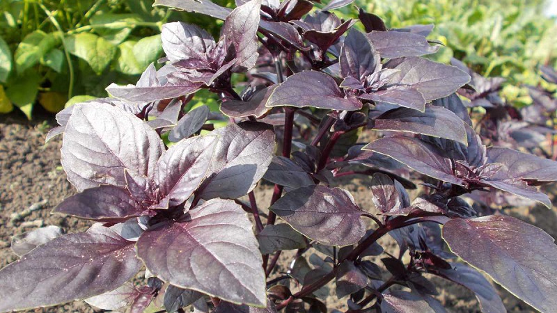 Basilic violet: plantation et entretien