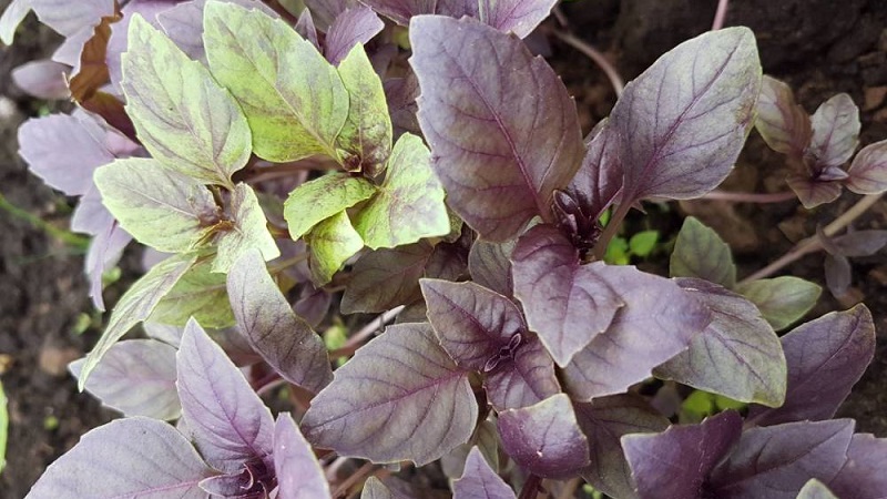 Basilic violet: plantation et entretien