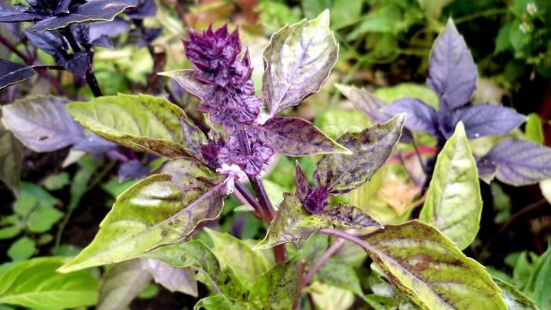 Basilic violet: plantation et entretien