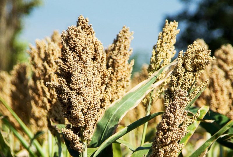 Gaoliang - quelle est cette plante et comment est-elle utilisée