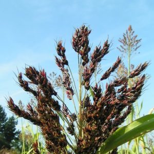 Gaoliang - quelle est cette plante et comment est-elle utilisée