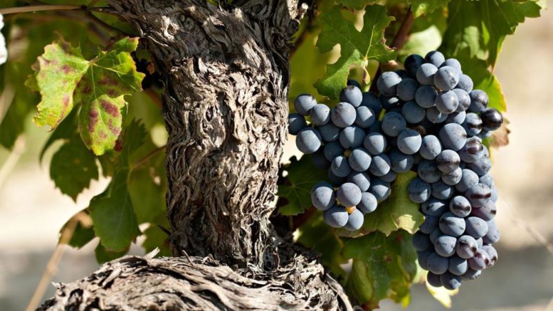 Cépage grenache à haut rendement épris de chaleur