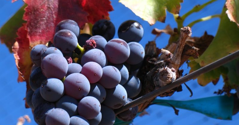 Cépage grenache à haut rendement épris de chaleur
