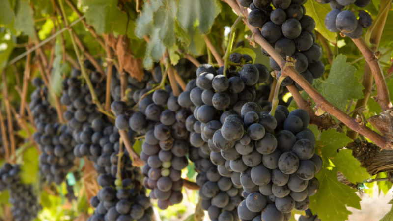 Cépage grenache à haut rendement épris de chaleur