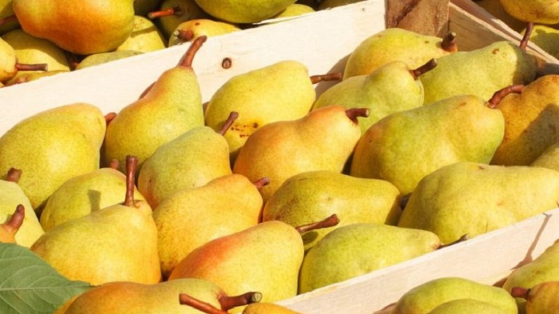 Où et comment conserver correctement les poires pour qu'elles ne se gâtent pas