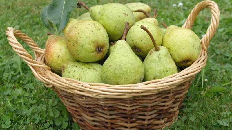 Où et comment conserver correctement les poires pour qu'elles ne se gâtent pas