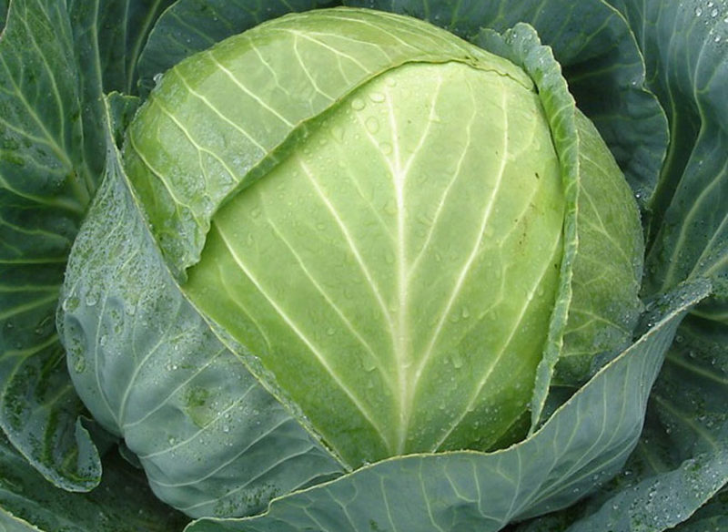 Hybride de chou mi-saison stable Centurion F1