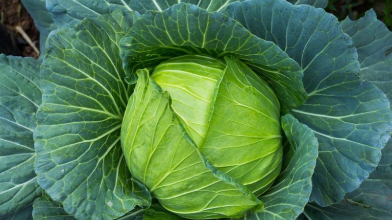 Chou hybride Westry F1 à haut rendement avec un goût excellent