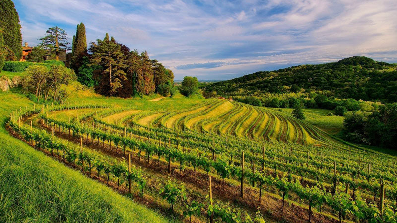 Pinotage hybride raisin rouge