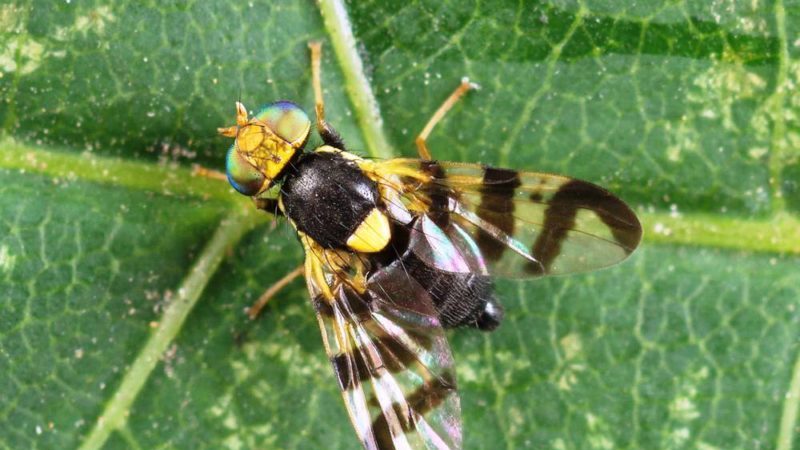 Cerise miracle hybride cerise-cerise