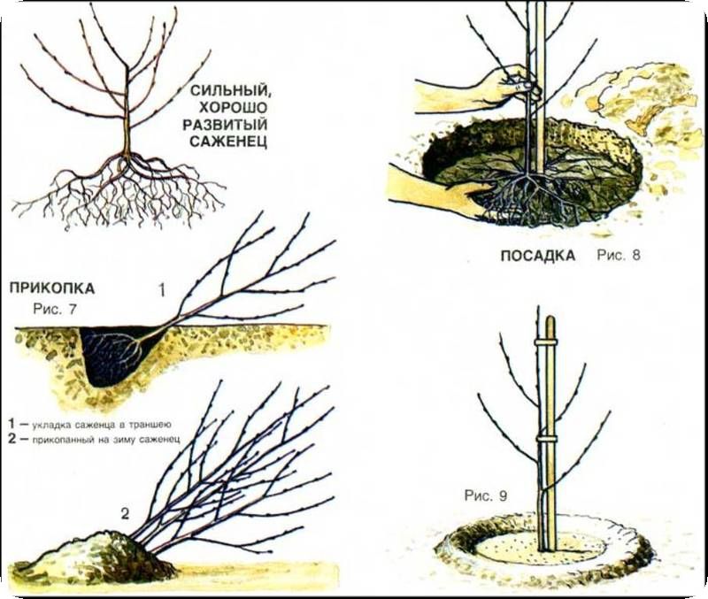 Cerise miracle hybride cerise-cerise