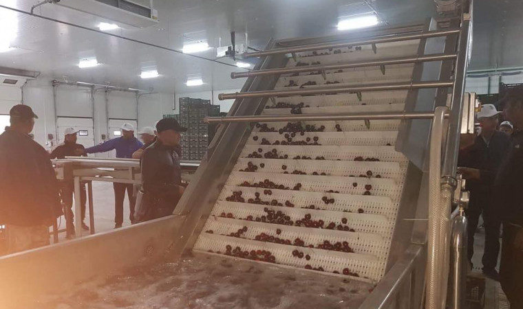 Recommandations sur la façon de conserver les cerises à la maison fraîches et transformées