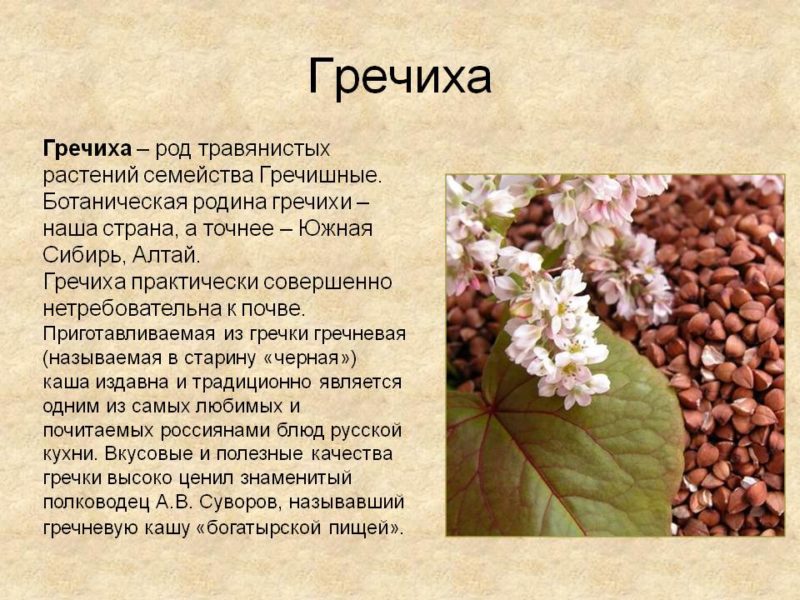 Tout sur le sarrasin: de quoi il s'agit et d'où il vient, histoire d'origine et évaluation de la qualité