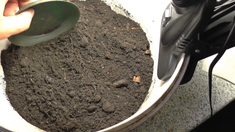 Un guide étape par étape pour replanter un arbre de mandarine à la maison