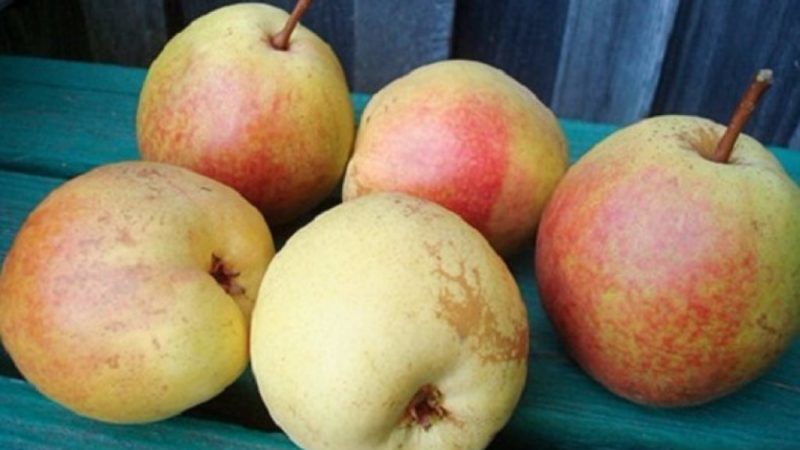 Les meilleures variétés de poires d'été: description et caractéristiques